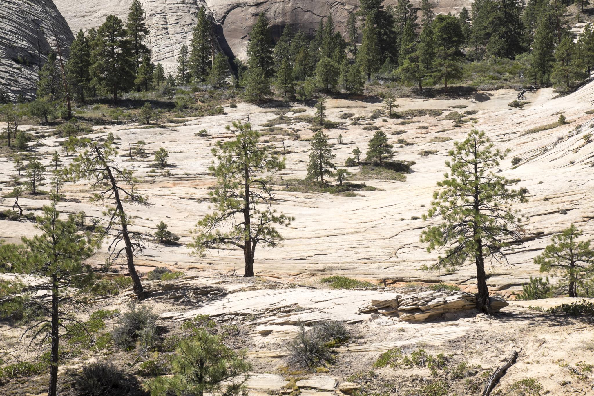 touring zion national park by car