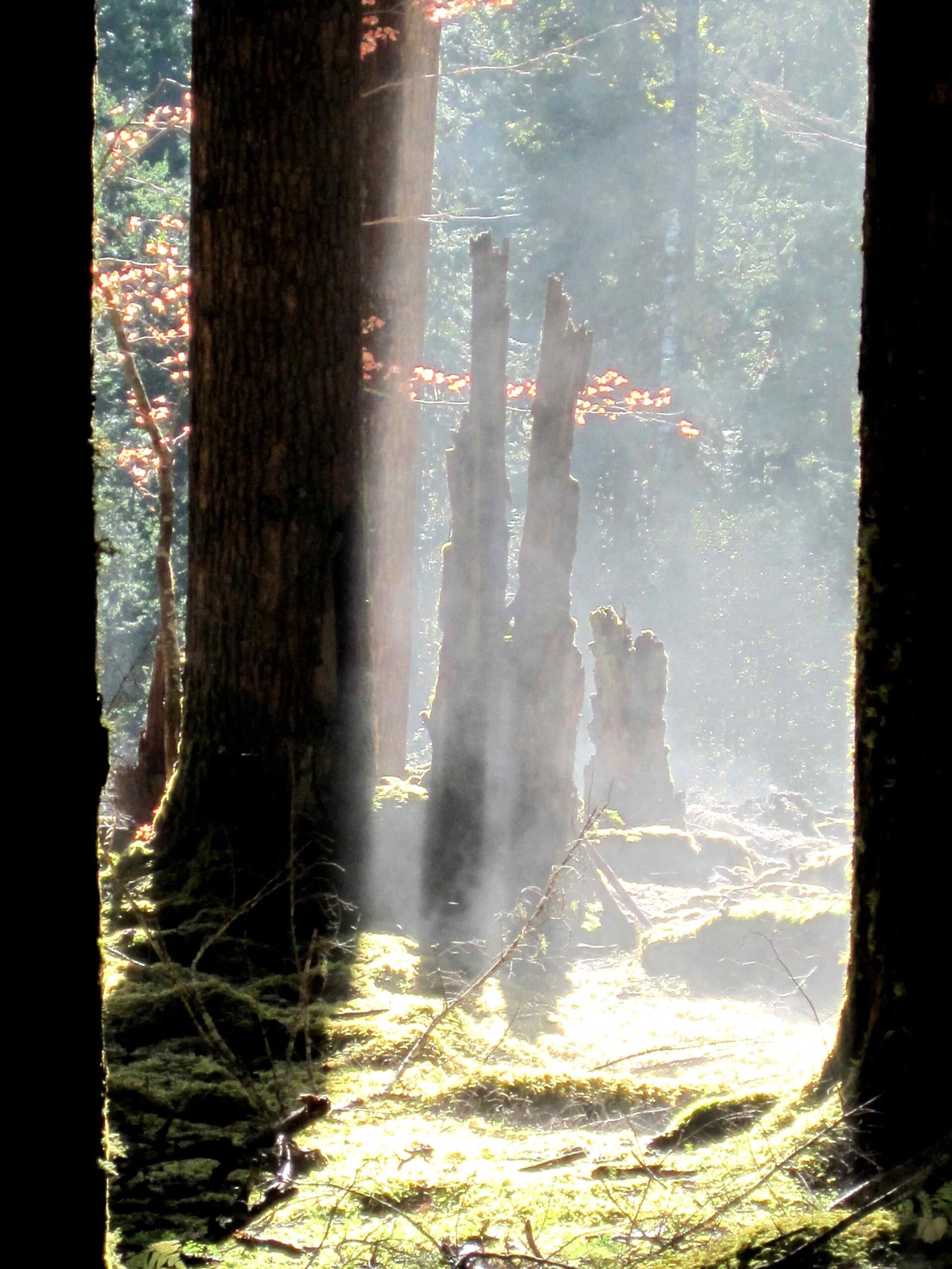 olympic national park giant spruce