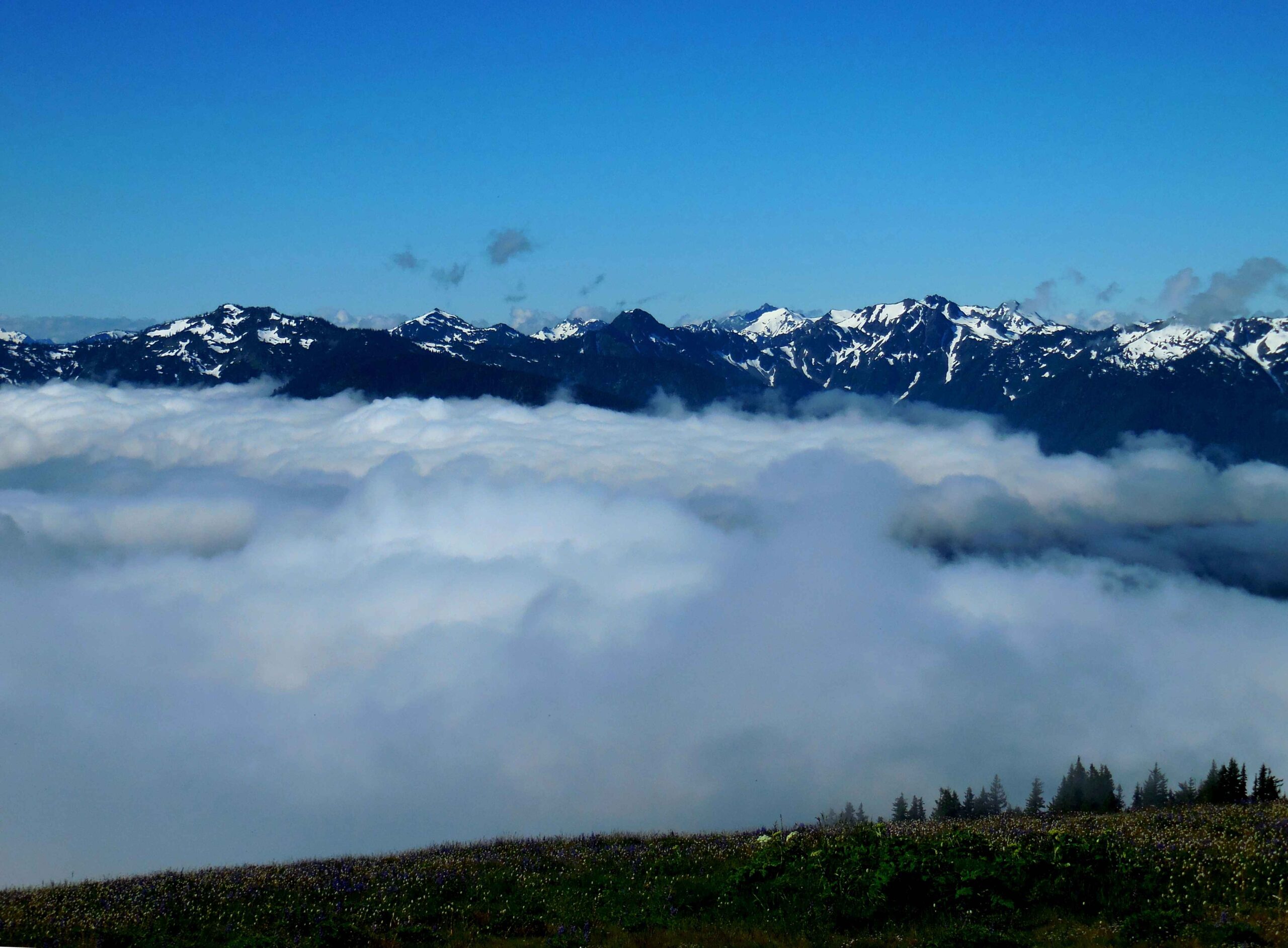 olympic national park overlanding