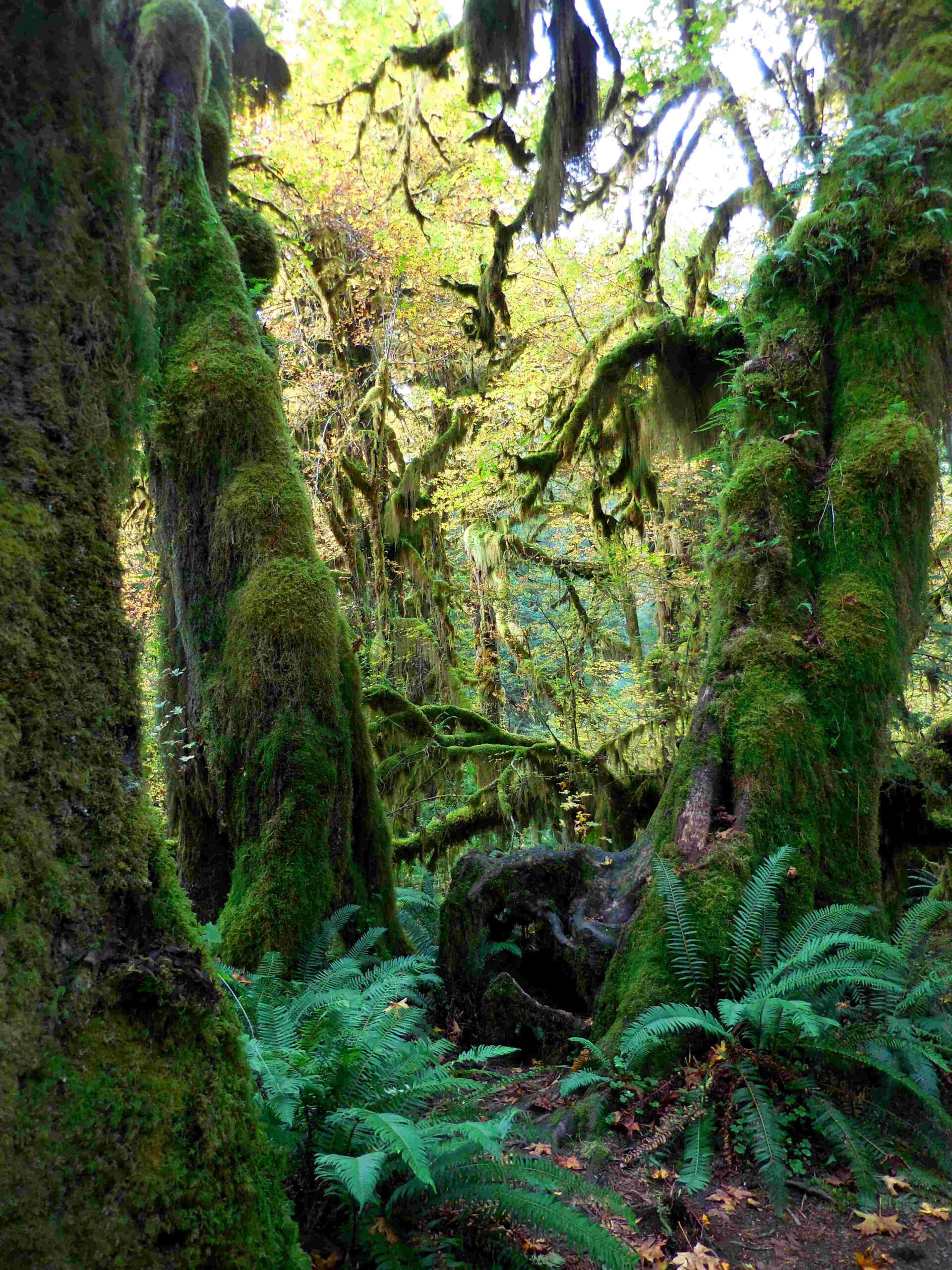 pyrites creek olympic national park