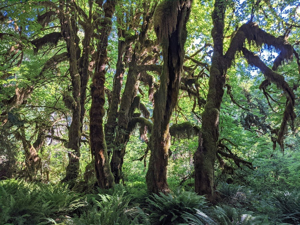 backpacking enchanted valley olympic national park