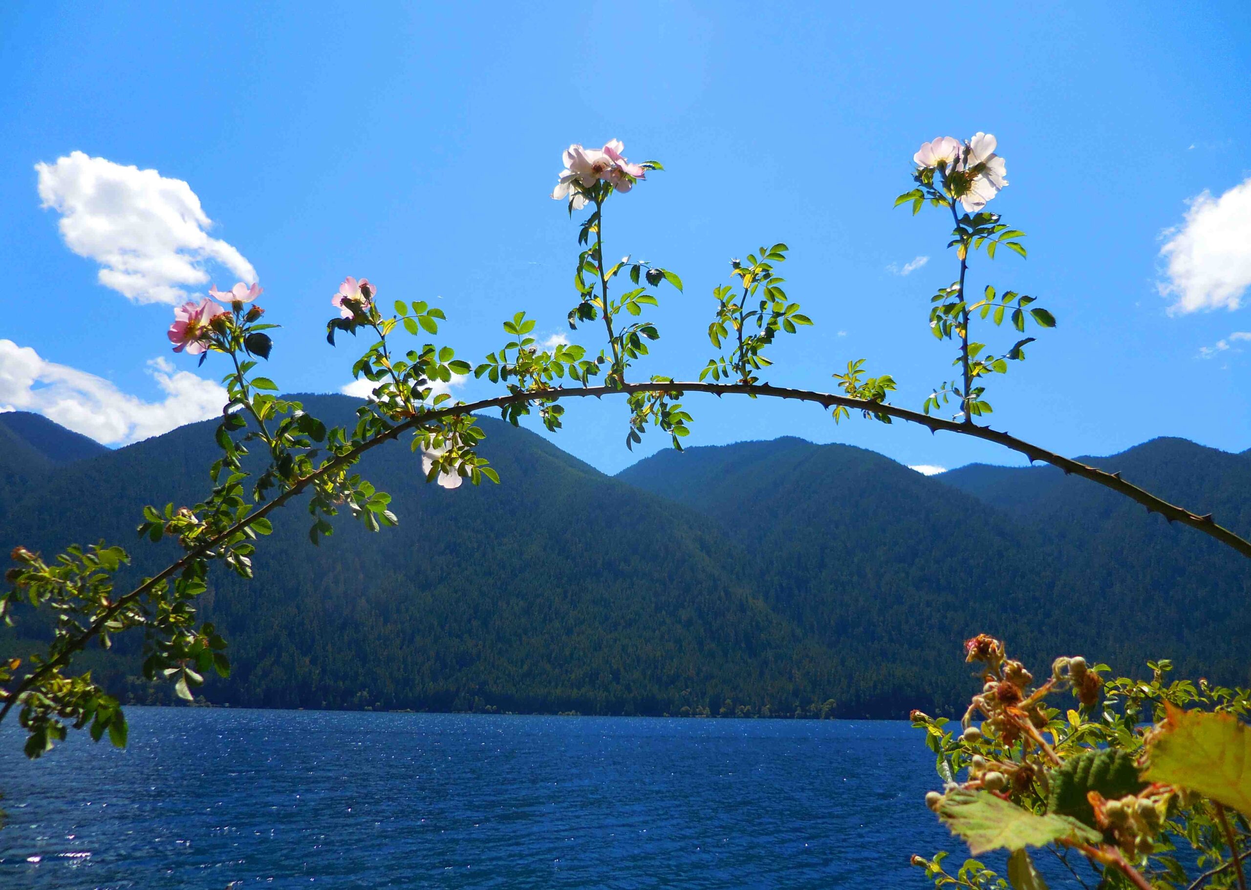 lake crescent olympic national park blue water