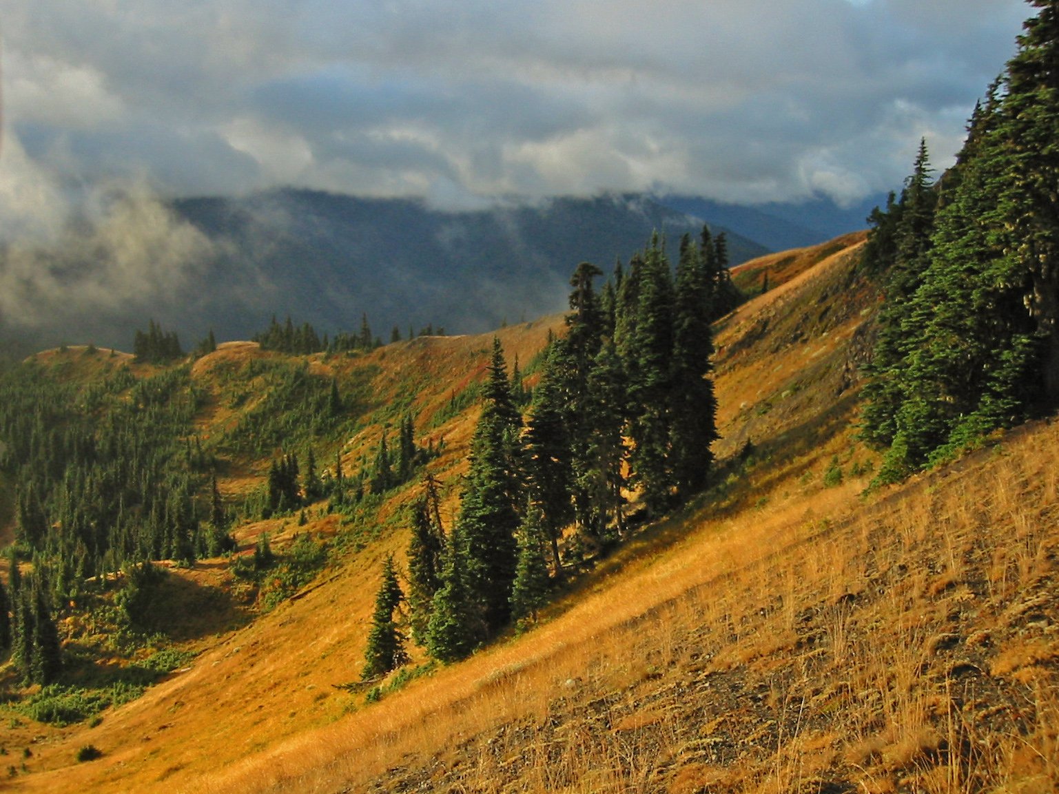 easy to moderate hikes olympic national park