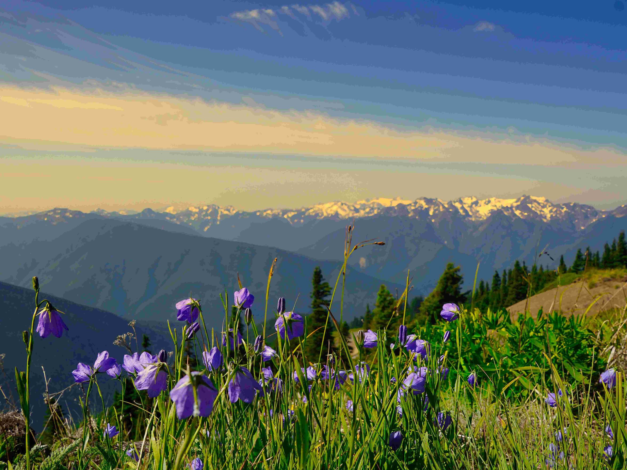 royal basin campsite olympic national park backpacking